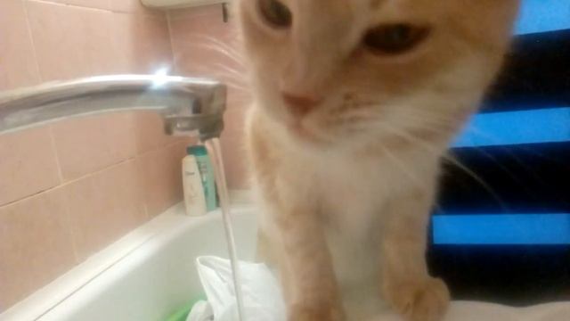 Зачем пить из миски?кошка-Варька не ищет легких путей! смотреть онлайн