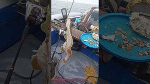 Рыбалка на краба,камбалу и симу в Владивостоке.Лодка Reef 390 FBi SKAT, Suzuki 9.9 - 15.