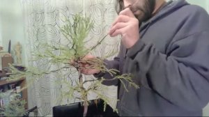 GO BONSAI LIVE | Wire A SequoiaTree | BONSAI HUNTERS #prebonsai #sequoia #prebonsai