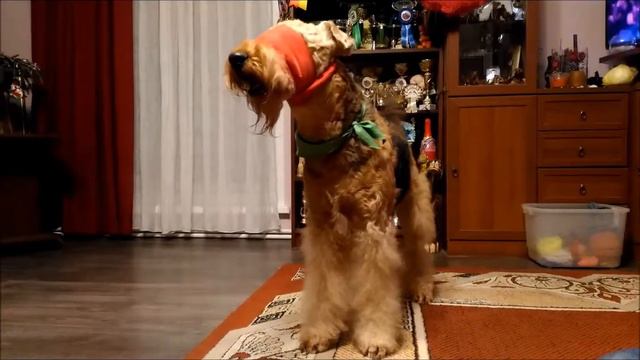 Рэджи и Гэмми, цирковая смотреть онлайн