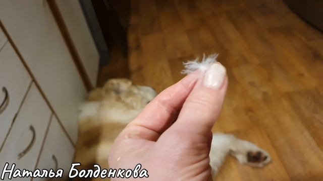 Имею зависимость》Караван, бассейн, работа》Сочиняю салат》На хозяйстве с вами смотреть онлайн