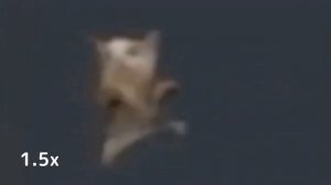 шни шна шнапи, но с каждым разом мем ускоряется