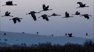 Птицы улетают вдаль (Песня)