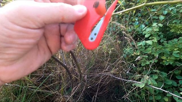 Идея приспособления для сбора ягод шиповника смотреть онлайн