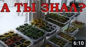 СТЕЛЛАЖ для рассады НА ОКНЕ делаем сами! ???