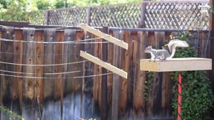 Squirrelympics 3.0: Летние игры для самых умных белок!