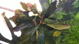 Буцефаландры в моем аквариуме Aquarium Bucephalanra sp.Brownie Ghost