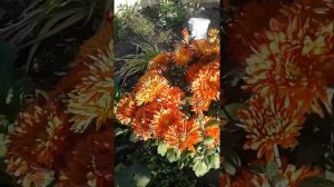 Хризантема Червона, Ватра и Коралловый помпон (обзорное видео)