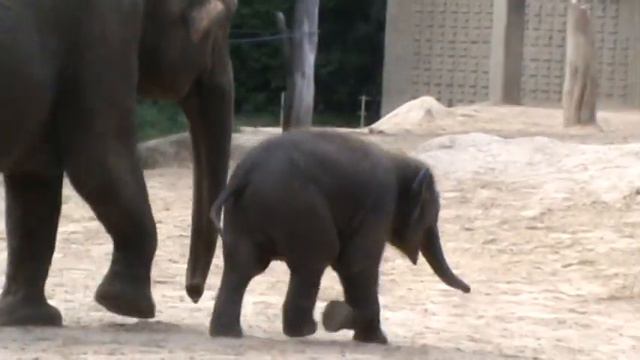 Зоо Берлин 2009 1ч смотреть онлайн