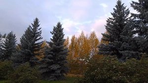 деревья осенью