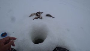 ЛОВЛЮ КАРАСИКОВ НА ДЕРЕВЕНСКОМ ПРУДУ!! Рыбалка на удочку,карась,Сибирь.