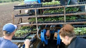 Посадка саженцев клубники на пленку