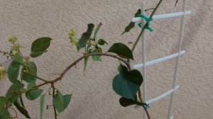 Особенности зимнего содержания бугенвиллий