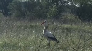 Аист птица гордая