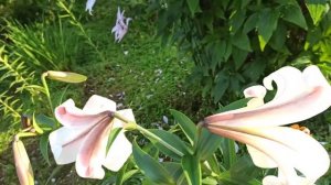 Лилия ОТ- гибрид Ревелейшн.