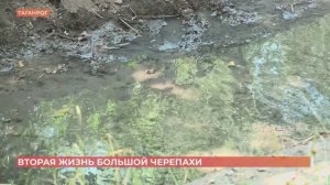 Расчистка таганрогской реки  Большая Черепаха