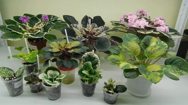 Пестролистные фиалки. Очень важные правила ухода! смотреть онлайн