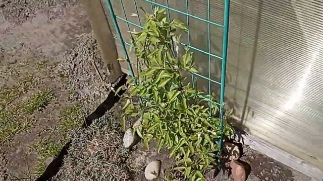 Какие сорта клематисов хорошо зимуют . Clematis .