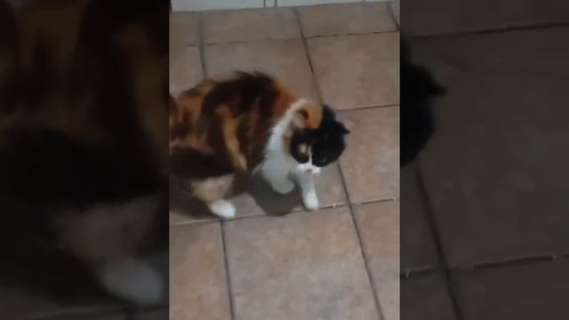 Beautiful Tricolor Cat with a Hoarse Meow: Unique Vocal Charms!