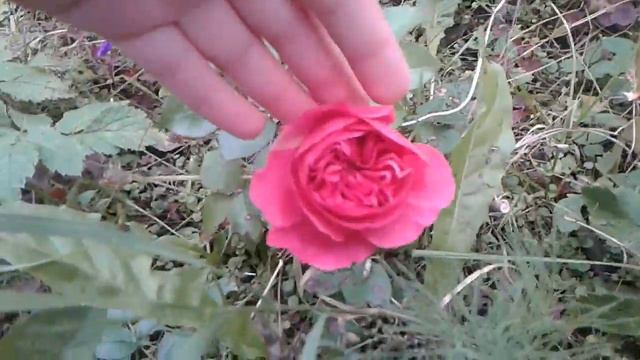 Наша дача после лета! 2 часть . 1 часть на канале первом. смотреть онлайн