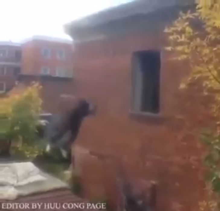 Неудачный паркур смотреть онлайн