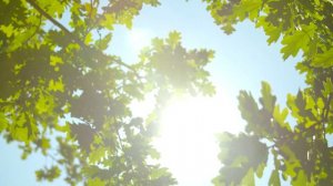Футаж красивая летняя природа для видеомонтажа - summer footage