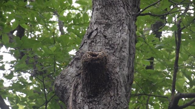 Дикие пчёлы смотреть онлайн