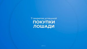 Интернет курс обучения «Коневодство» - 7 секретов успешной покупки лошади
