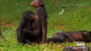 Озвучка от Джавида Animal Plant