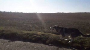 Просто собака бежит по своим делам. Скорость более 30км/ч