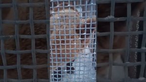 Медведь в клетке, уже 8 лет. Жалкое зрелище..