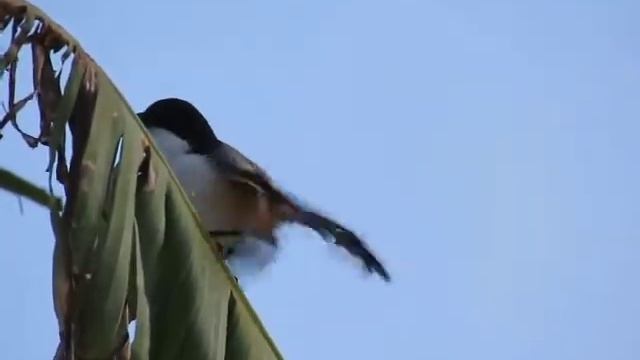 Canon powershot sx60 hs video test смотреть онлайн