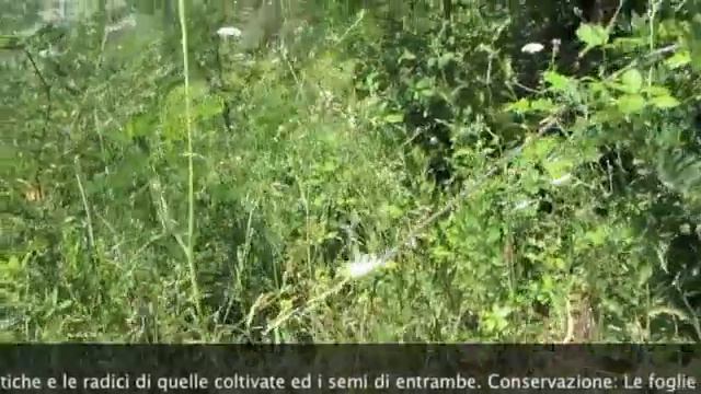 Piante selvatiche смотреть онлайн