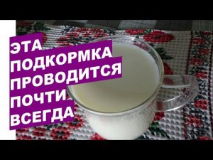 Эта подкормка растений проводится почти всегда This feeding with milk is almost always carried out