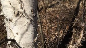 Березовый сок как добыть. Простой способ сбора березового сока.