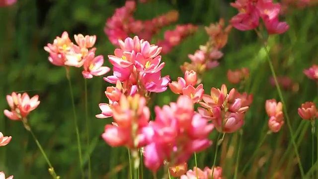 flower bulbs Ixia hybrid 2.avi смотреть онлайн