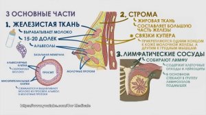 «Будем здоровы!». Профилактика онкологии. Рак молочной железы