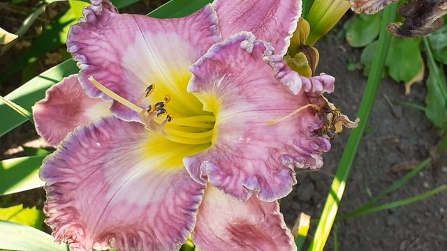 DANNY STEVE MITCHELL , лилейник смотреть онлайн