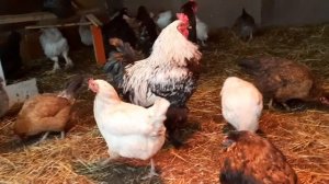 кормушка для кур снаружи. в чем смысл.