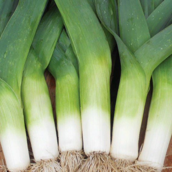 Лук - порей - October - 320 семена - Allium ampeloprasum L. - Garden Seeds Marke