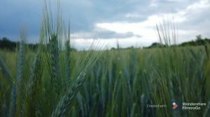 Я живу, как умею, ни о чем не жалею...