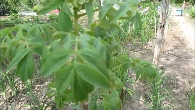 Обрезка пересаженных древовидных пионов 2018г смотреть онлайн