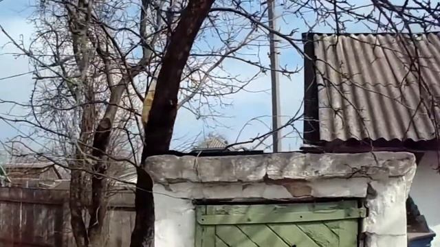 Мой классный рыжий кот спускается с крыши. смотреть онлайн