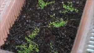 Хемиантус куба и глоссостигма в тепличках