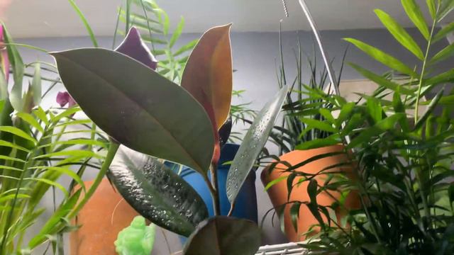 Мои цветы в Ноябре 2019. Новые жители моих полок, Каллы. смотреть онлайн