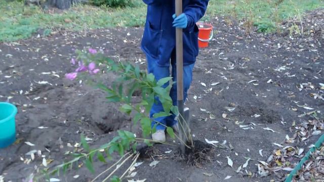 Осенняя посадка флоксов в саду смотреть онлайн