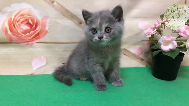 Британская кошечка. Кошка черепахового окраса.