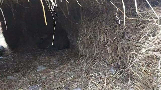 КУРЫ КЛЮЮТ свои ЯЙЦА/ Исправляем и ВОСПИТЫВАЕМ смотреть онлайн