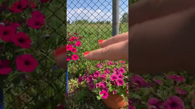 Отличия каскадной от ампельной петунии