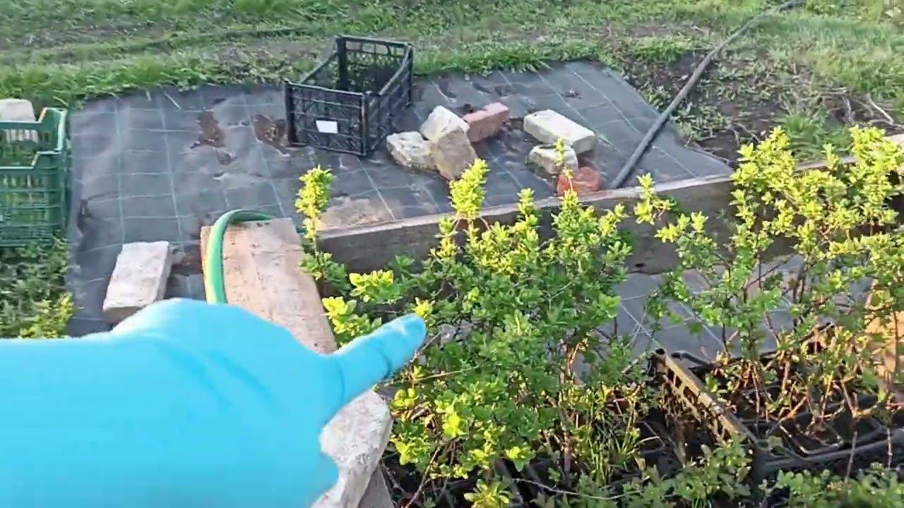 Жимолость будет отправляться только в мае. Кратко о том почему я не использую удобрения . смотреть онлайн